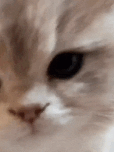 a close up of a cat 's face with a blurred background .
