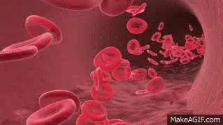 Red Blood GIF - Red Blood Cells GIFs