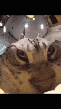 a close up of a cat 's face in a room