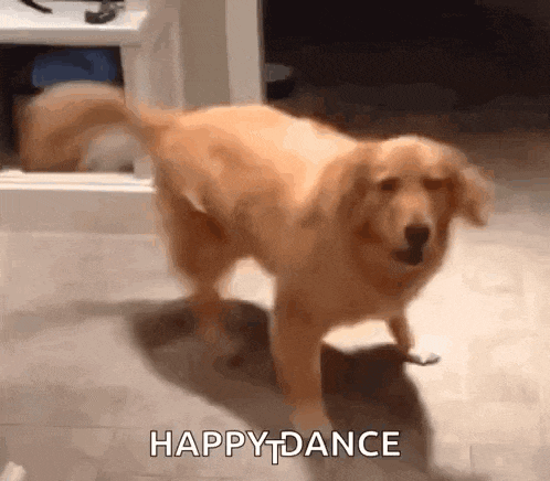 a dog is dancing in a room with the words happy dance written on the floor .