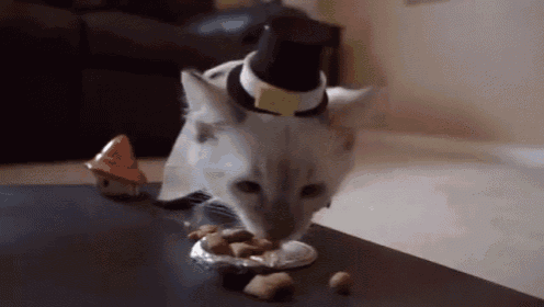 Kitty Thanksgiving  GIF - Cat Pilgrim Thanksgiving GIFs