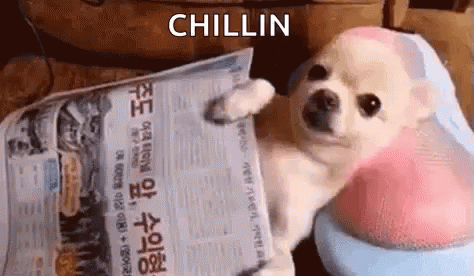 Chillin Dog GIF - Chillin Dog Relaxing GIFs