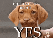 a brown dog with the words " got that sh right yes " on it
