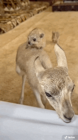 a sheep with a small animal on its back and a tiktok logo on the bottom right