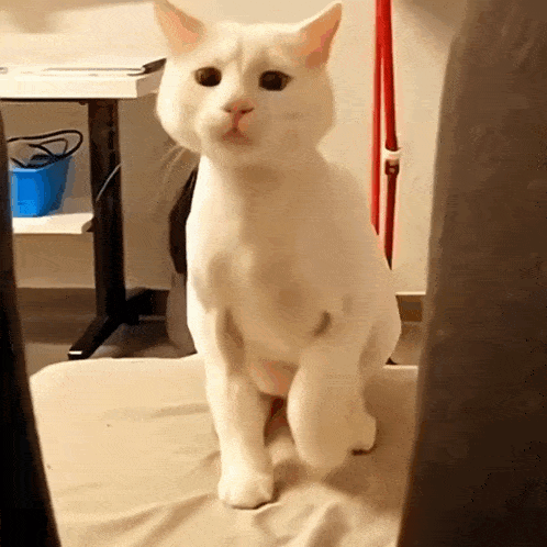 Cat White Cat GIF - Cat White Cat Wiggle GIFs