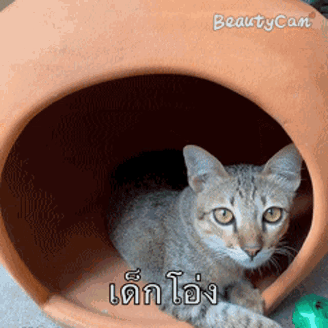a cat is laying in a clay house with a beautycam logo in the corner