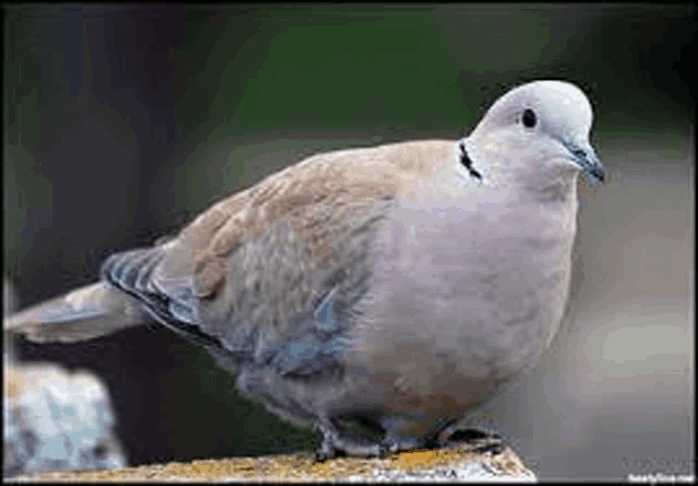 a pigeon is perched on a rock looking at the camera .
