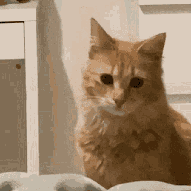 Cat Confused GIF - Cat Confused Cat Is Confused GIFs