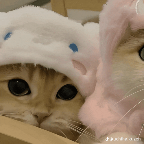 a cat wearing a white hat and another cat wearing a pink hat
