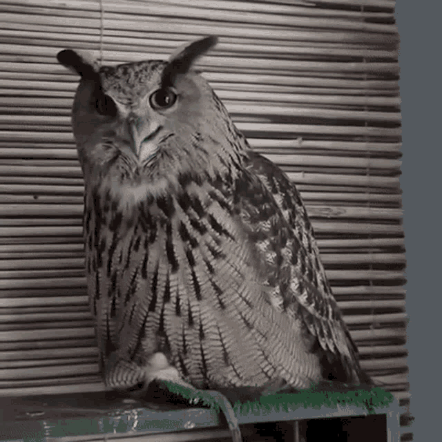 Yoll Yoll Owl GIF - Yoll Yoll Owl Yoll Eagle Owl GIFs