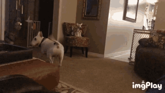 a gif of two dogs in a living room with the words imgplay in the lower right corner