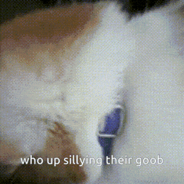 a close up of a cat with the words who up sillying their goob