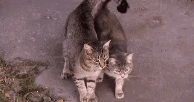a couple of cats standing next to each other on a sidewalk .