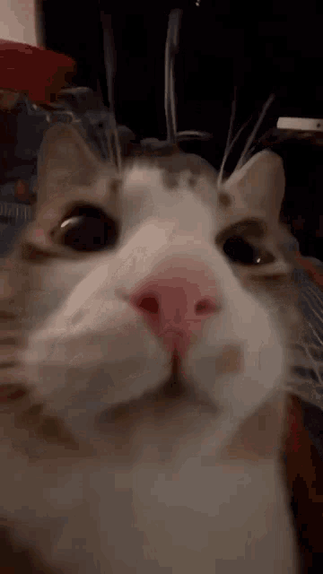 a close up of a cat 's face with a pink nose