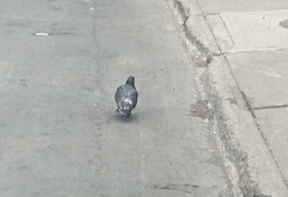 Pigeon Walk GIF - Pigeon Walk Walking GIFs