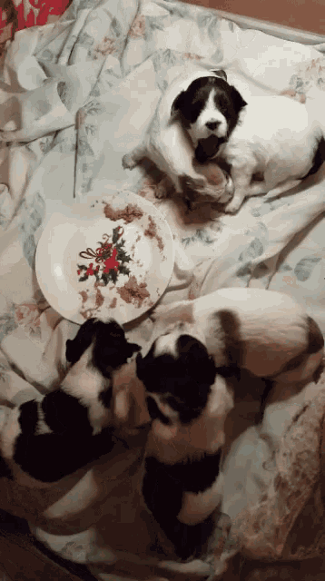 three black and white puppies laying on a bed next to a plate of food with a holly on it