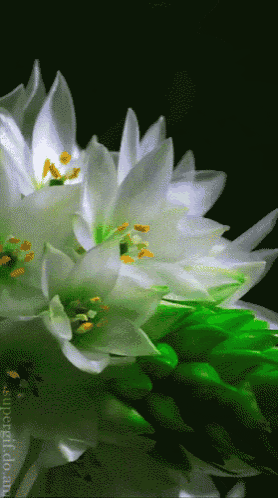 a close up of a white flower with green stems