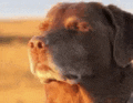 a close up of a brown dog 's face in a field .