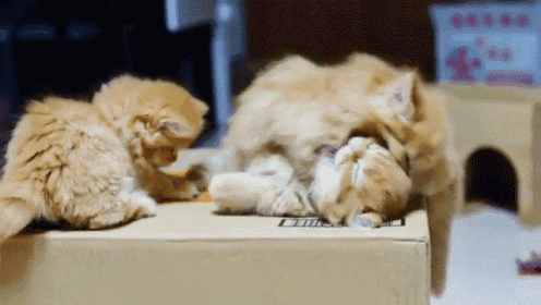 a cat laying on top of a cardboard box with a kitten playing with it