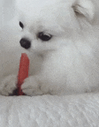 a small white pomeranian puppy chewing on a red stick .