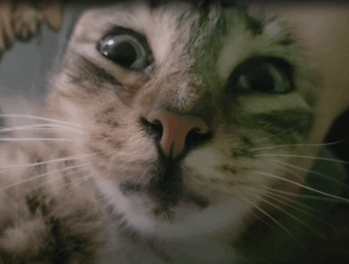 a close up of a cat 's face with a person 's hand behind it