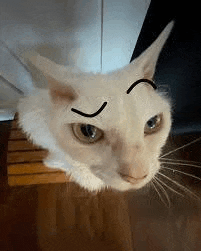 a white cat with a black line drawn on its forehead is sitting on a wooden stool .