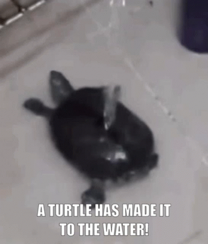 Turtle Water GIF - Turtle Water A Turtle Has Made It To The Water GIFs