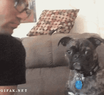 a dog is sitting on a couch and looking at a person .