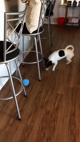 Puppy Ball GIF - Puppy Ball Pup GIFs