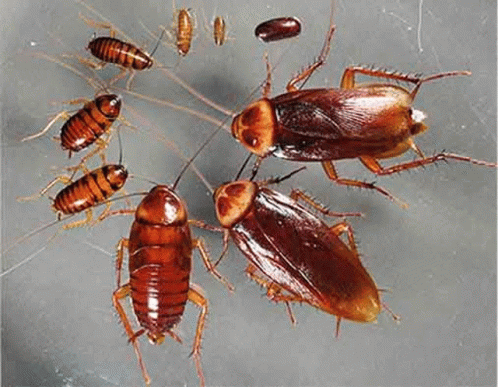 Nettoyage De Fin De Chantier Pests GIF - Nettoyage De Fin De Chantier Pests Insects GIFs