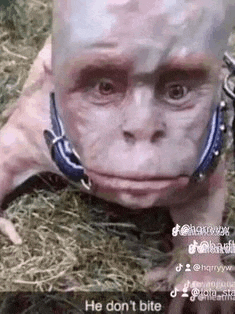 a close up of a monkey with a collar on its neck .