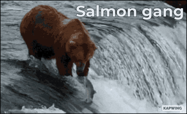 Salmon Gang GIF - Salmon Gang GIFs