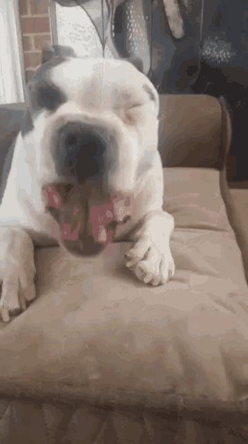 a white dog is laying on a couch with a pink sticker on its tongue that says ' i love you '