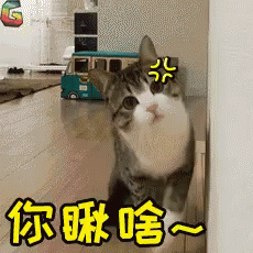 你瞅啥，小猫，猫咪 GIF - What Are You Looking At Cat Kitten GIFs