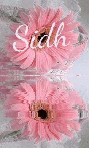 Pink Flower Sidh Sidh Pink Flower GIF - Pink Flower Sidh Sidh Pink Flower Water Pink GIFs