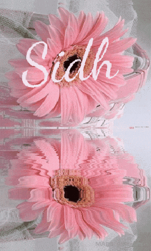 a pink flower with the word siobh written above it