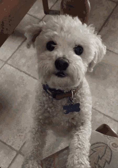 Pup Cute GIF - Pup Cute Dog GIFs