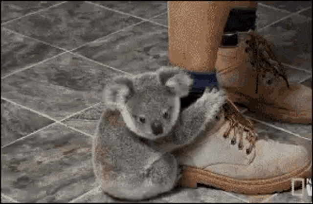 Koala Clingy GIF - Koala Clingy Cute GIFs