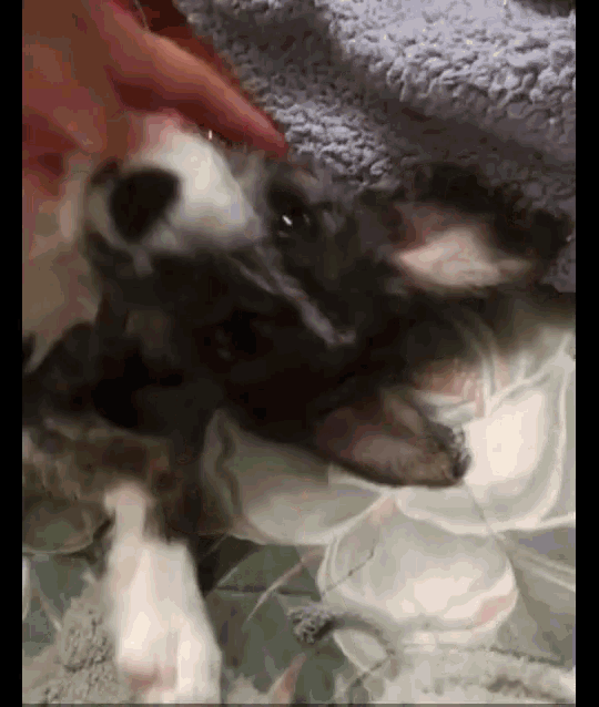 a black and white dog is laying on a bed with a person petting it .
