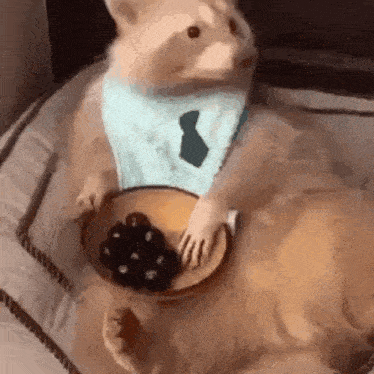 a cat is wearing a bib and tie and holding a bowl of grapes .
