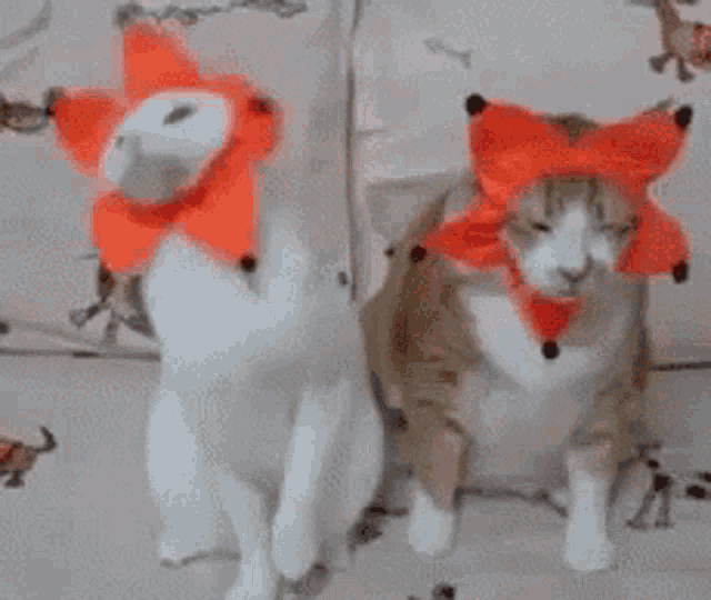 Happy Cat GIF - Happy Cat Star GIFs