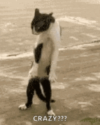 a cat is standing on its hind legs on a beach .