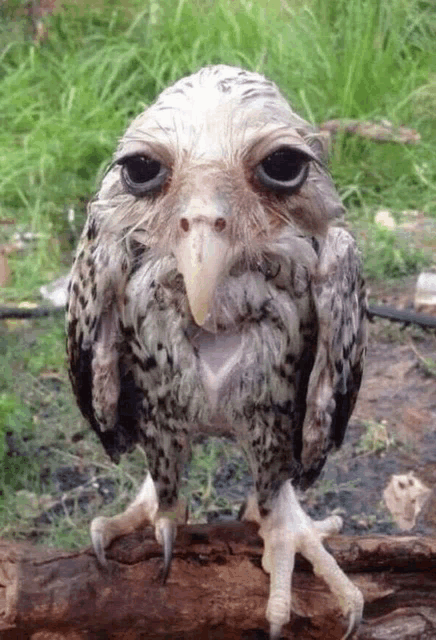 a close up of a bird with a long beak