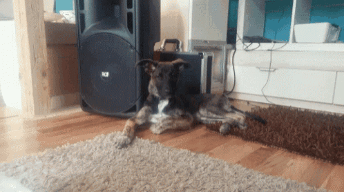 a dog is laying on a rug in front of a speaker that says rcf
