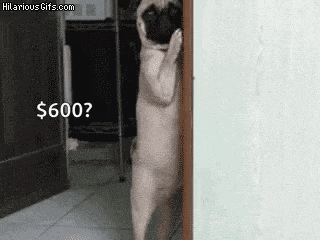 a pug dog is standing on its hind legs next to a door .