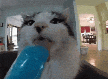 Cat Ice Cream GIF - Cat Ice Cream Lick GIFs