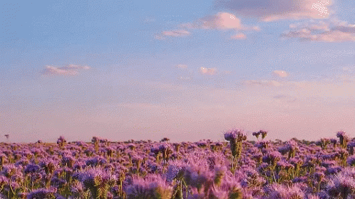 Lavender Flower GIF - Lavender Flower Blooms GIFs