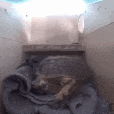 a turtle is laying in a box with a blanket on it