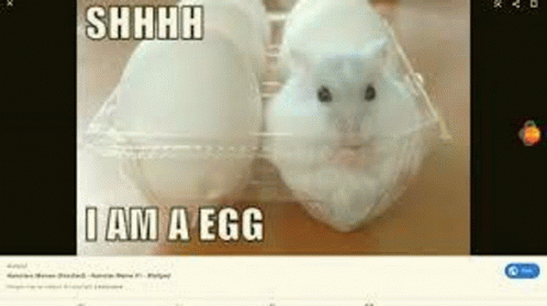 Egg Hamster GIF - Egg Hamster GIFs