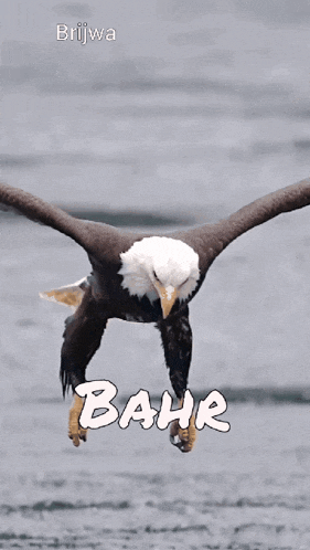 a bald eagle is flying over a body of water with the name bahr written below it